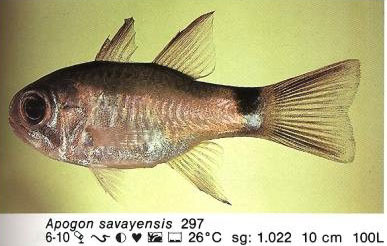 Apogon savayensis